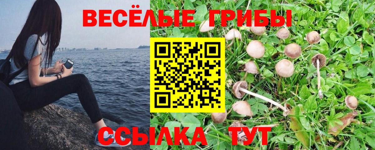 Галлюциногенные грибы Cubensis Балтийск